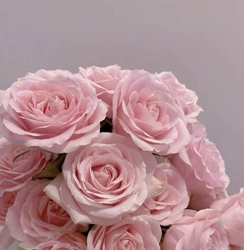 什么花的花语是感谢？哪种花代表着感谢之情？