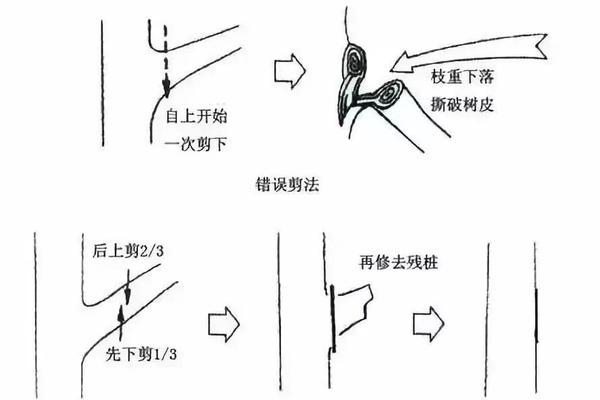 红丝绒玫瑰花修剪方法图解？如何修剪以促进生长？