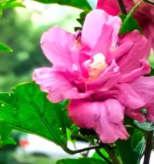 重瓣木槿的花语有何特殊含义？它在花语中代表什么？
