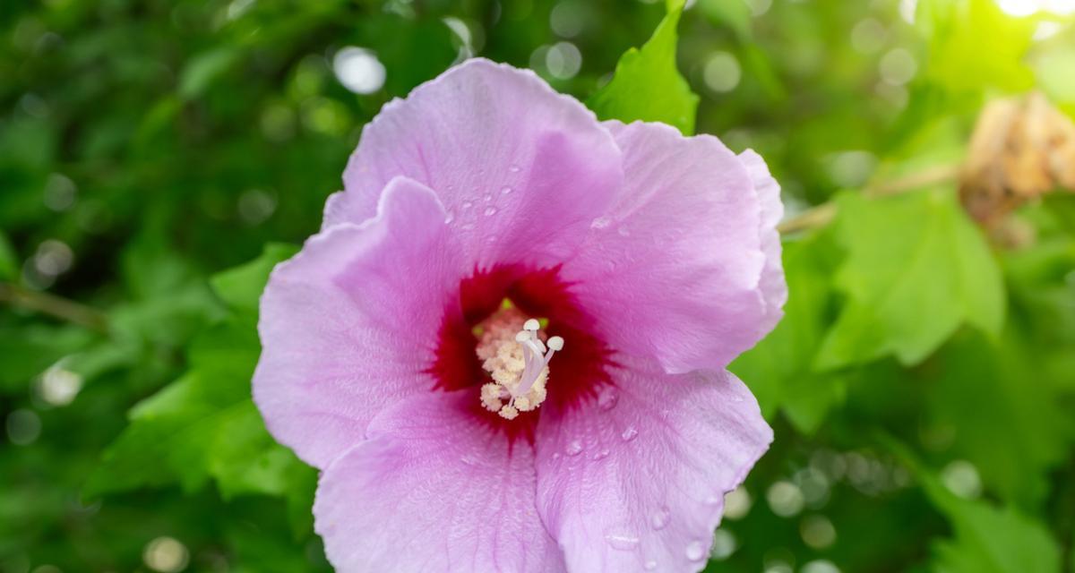 重瓣木槿的花语有何特殊含义？它在花语中代表什么？