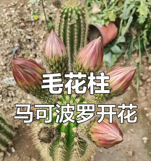 仙人球频繁开花的原因是什么？