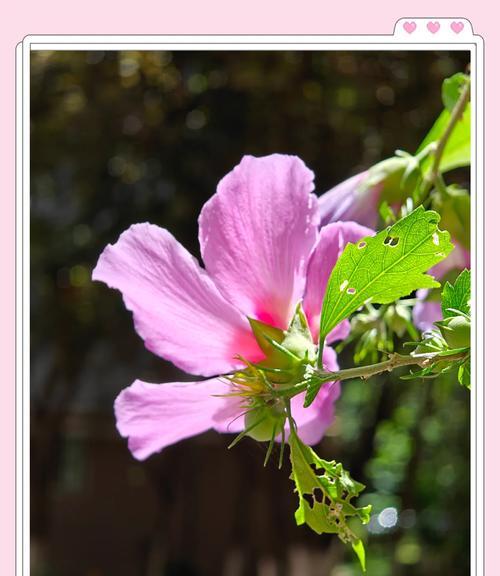 重瓣木槿的花语有何特殊含义？它在花语中代表什么？