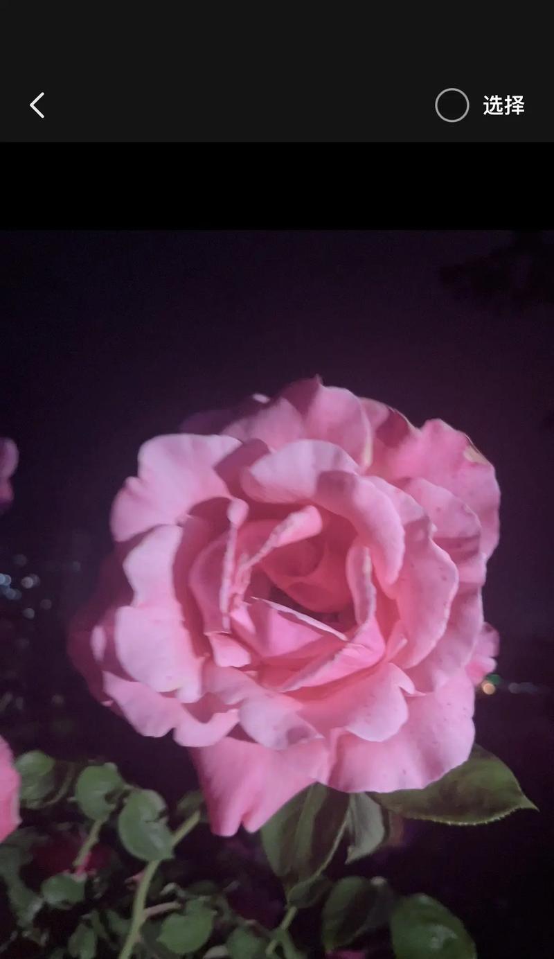 夜晚的花语由哪种花表达？
