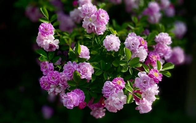 夜晚的花语由哪种花表达？