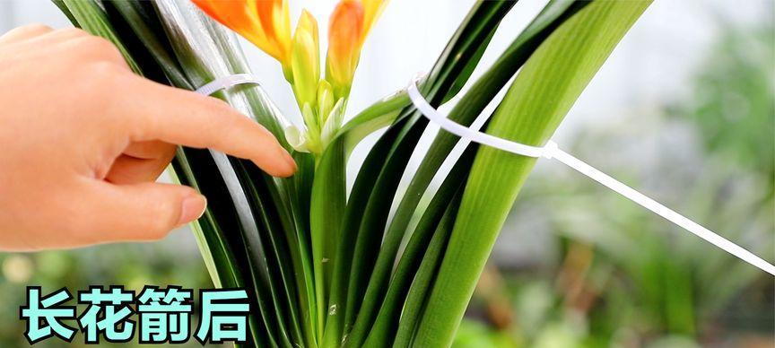 君子兰剪叶后多久长新叶？如何促进快速恢复？