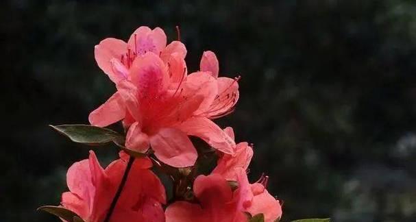 杜鹃花的花语和功效特点是什么？杜鹃花在花语中有何特殊意义？