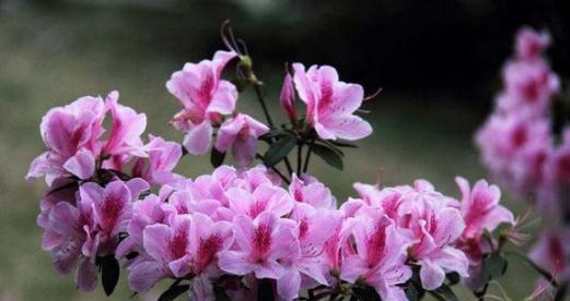 杜鹃花的花语和功效特点是什么？杜鹃花在花语中有何特殊意义？