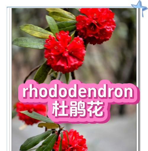 杜鹃花的花语和功效特点是什么？杜鹃花在花语中有何特殊意义？