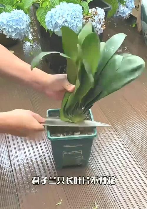君子兰只开花不长种子怎么办？如何促进种子形成？