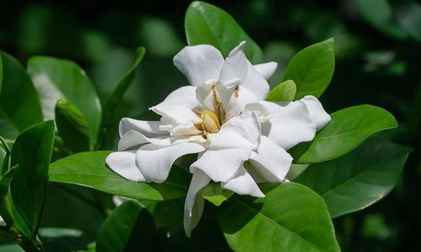 清香逸人的花语有何寓意？