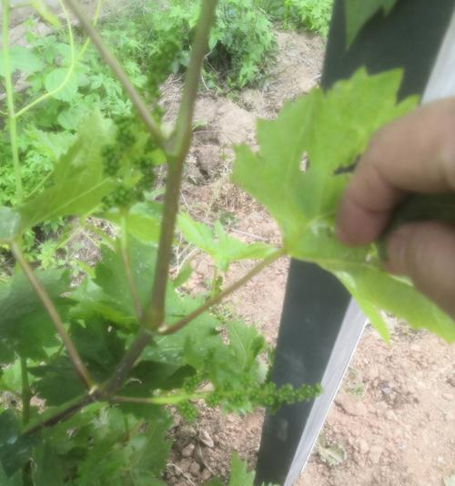 玫瑰花中的绿色枝条代表什么？