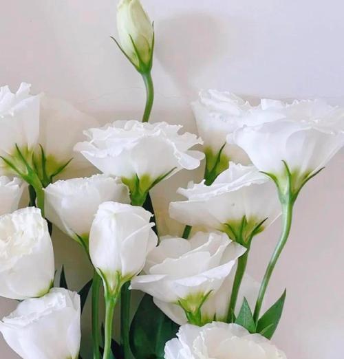 因缘和合的花语代表什么？它的含义是什么？