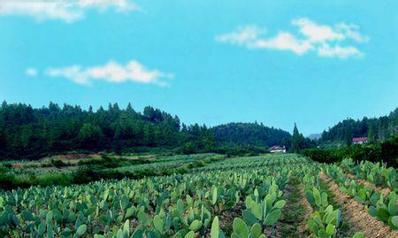 如何制作种植仙人掌展板？需要哪些材料和步骤？