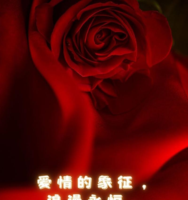 玫瑰花最美的花语代表了什么？
