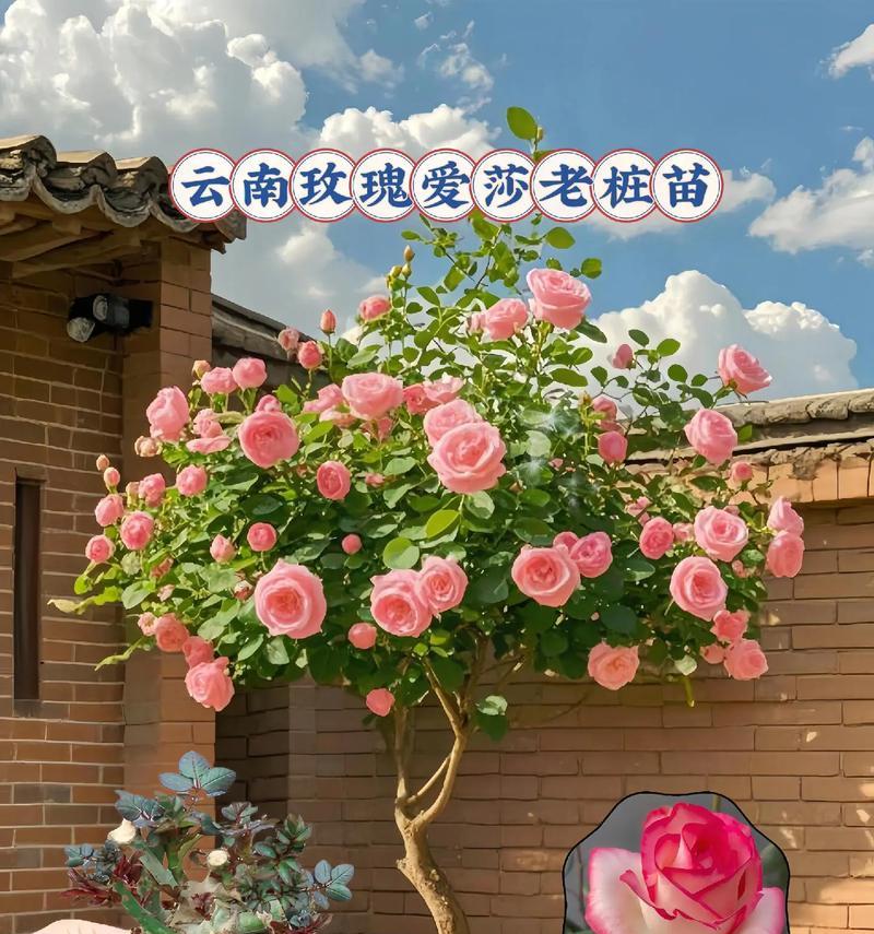 玫瑰花老桩室外种植适宜温度是多少？