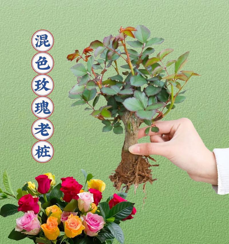 玫瑰花老桩室外种植适宜温度是多少？