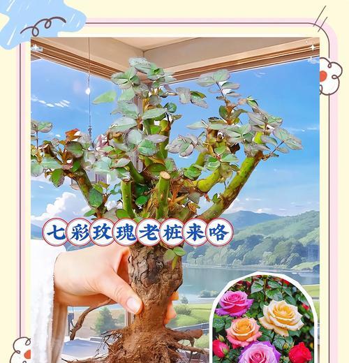 玫瑰花老桩室外种植适宜温度是多少？
