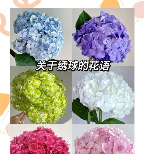 豆豆球花的寓意是什么？