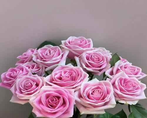 亚利雅玫瑰的花语有何特别之处？