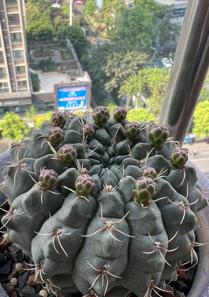 仙人球浇水后变红是何原因？