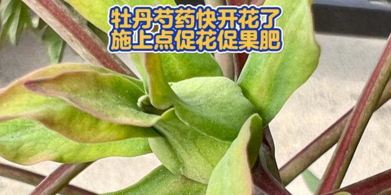 牡丹花生长需要哪种肥料？