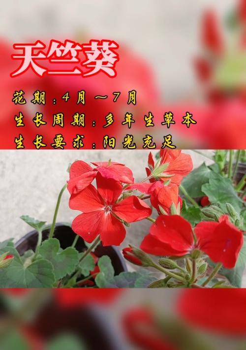 天竺葵的花语有哪些含义？送父亲茉莉花语是什么呢？