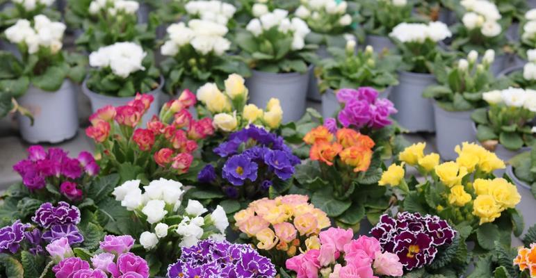 春季移植玫瑰花的养护要点是什么？