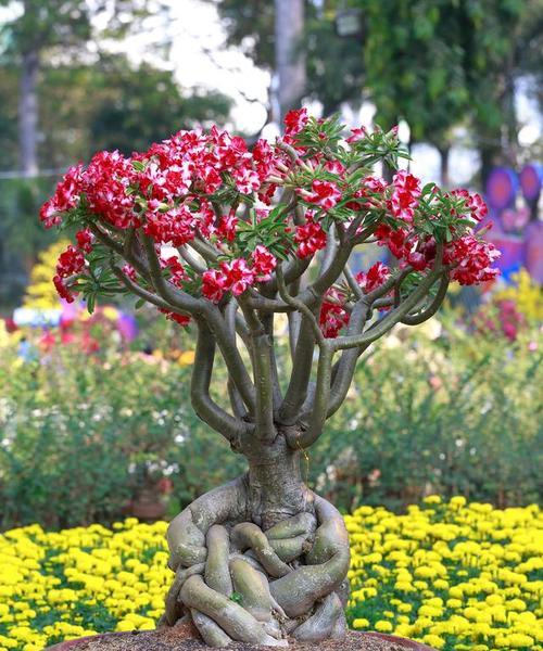 春季移植玫瑰花的养护要点是什么？