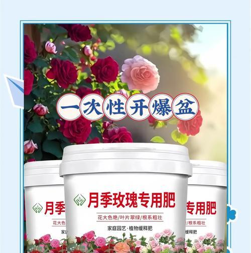 春季移植玫瑰花的养护要点是什么？