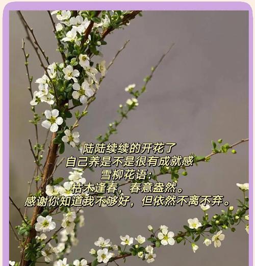 枯树的花语有何特别之处？