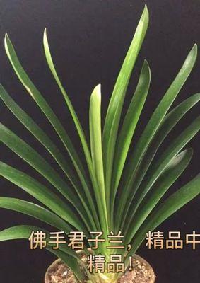 君子兰佛手种子种植需要注意哪些问题？
