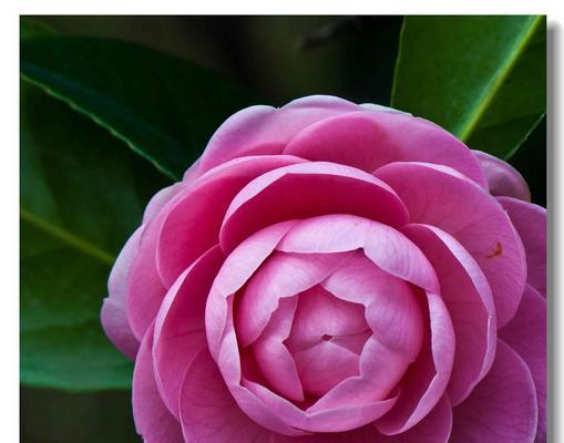 哪种花象征着易碎与脆弱？易碎脆弱花语的含义是什么？