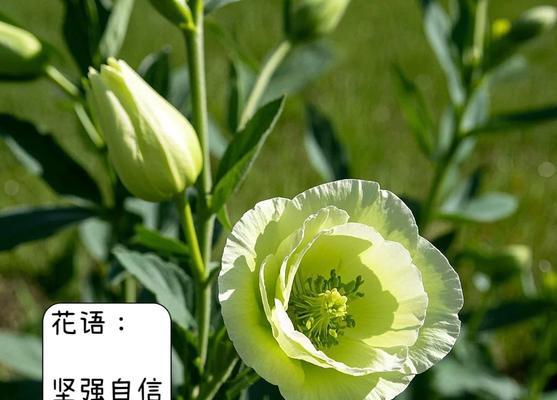 哪种花象征着易碎与脆弱？易碎脆弱花语的含义是什么？