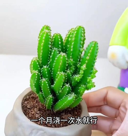 长盆栽仙人掌的正确养护方法是什么？