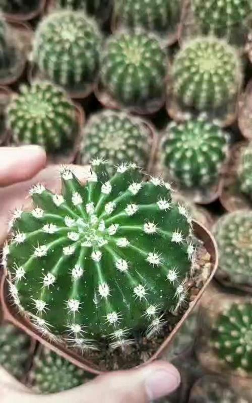 彩草仙人球扦插后能存活吗？正确的养护方法是什么？