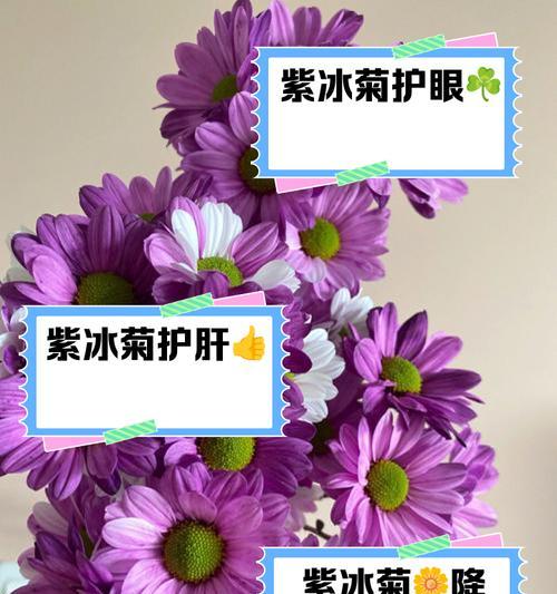 紫菊花的花语含义有哪些？
