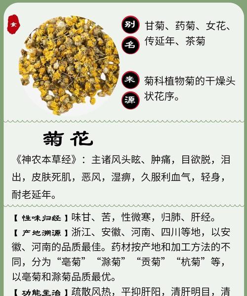 紫菊花的花语含义有哪些？