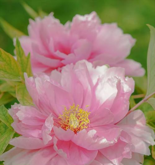 牡丹花的花瓣有哪些独特形态特征？