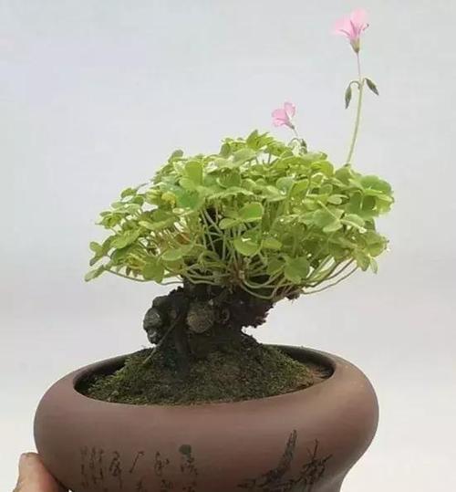 君子兰青苔盆景养护难吗？正确的养护方法是什么？