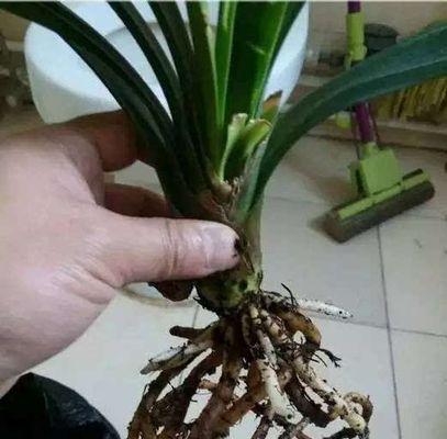 君子兰青苔盆景养护难吗？正确的养护方法是什么？