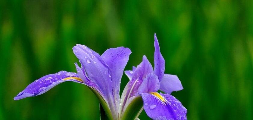 紫色燕尾花的寓意和花语是什么？