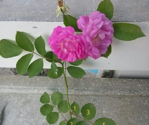 不带栀子花的玫瑰与普通玫瑰有何不同？它们的养护方法有何区别？