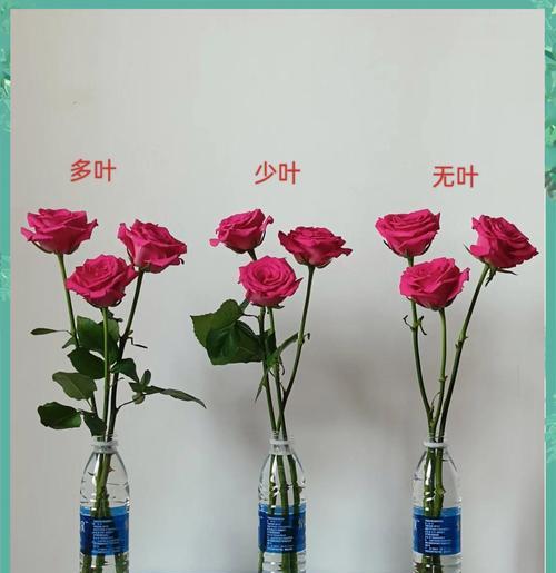 不带栀子花的玫瑰与普通玫瑰有何不同？它们的养护方法有何区别？