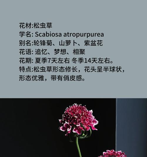 常见花材的寓意和花语是什么？它们各自代表什么？