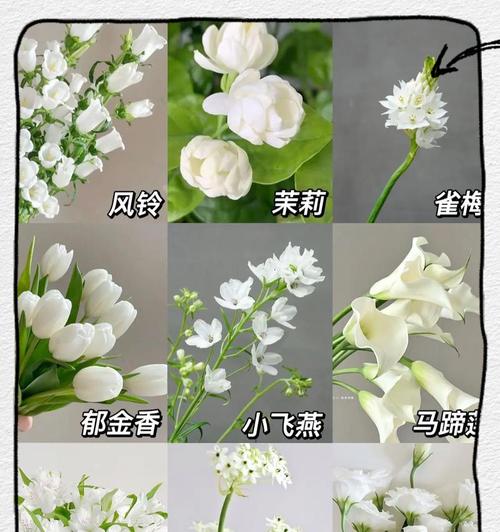 常见花材的寓意和花语是什么？它们各自代表什么？