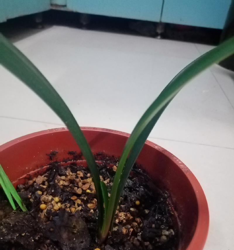 君子兰小苗的养护与浇水技巧是什么？