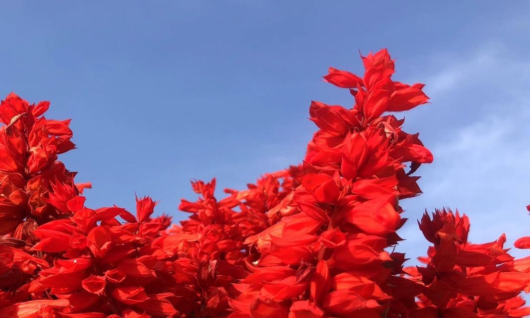 精力充沛通常用哪种花语来表达？