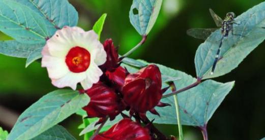 乌龙蜜茶的花语有何寓意？它代表了什么？