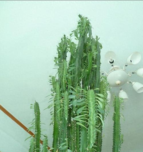 老人种植仙人球有哪些注意事项？