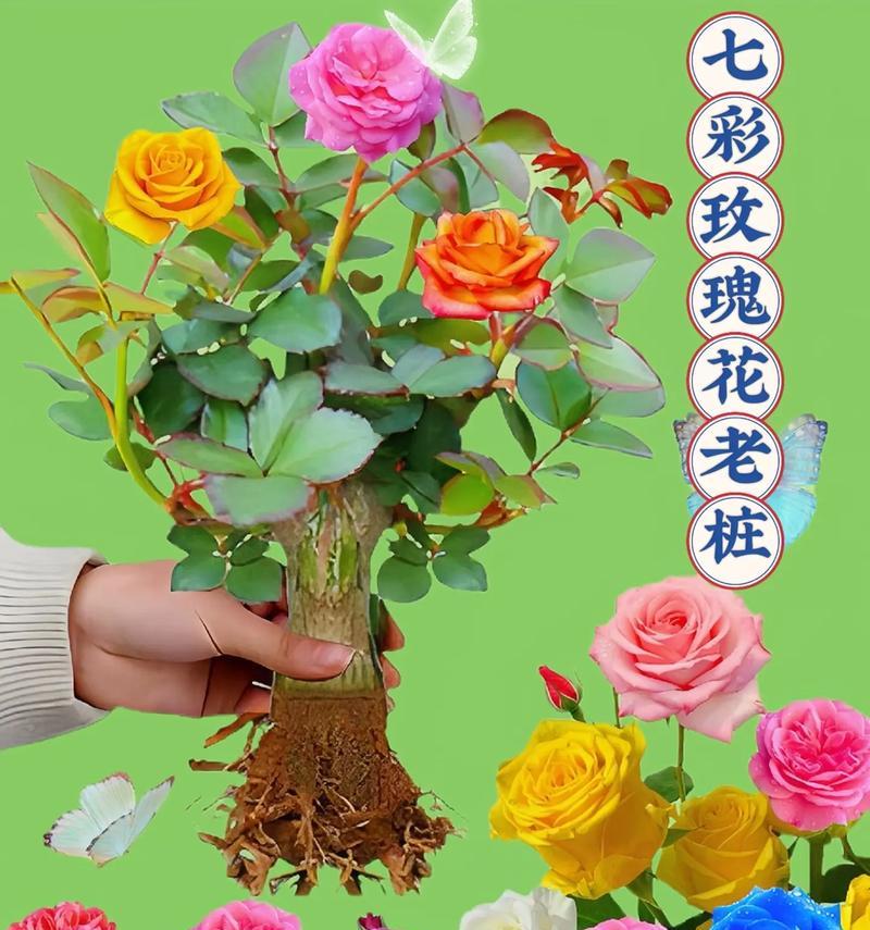新疆玫瑰花有哪些著名品种？